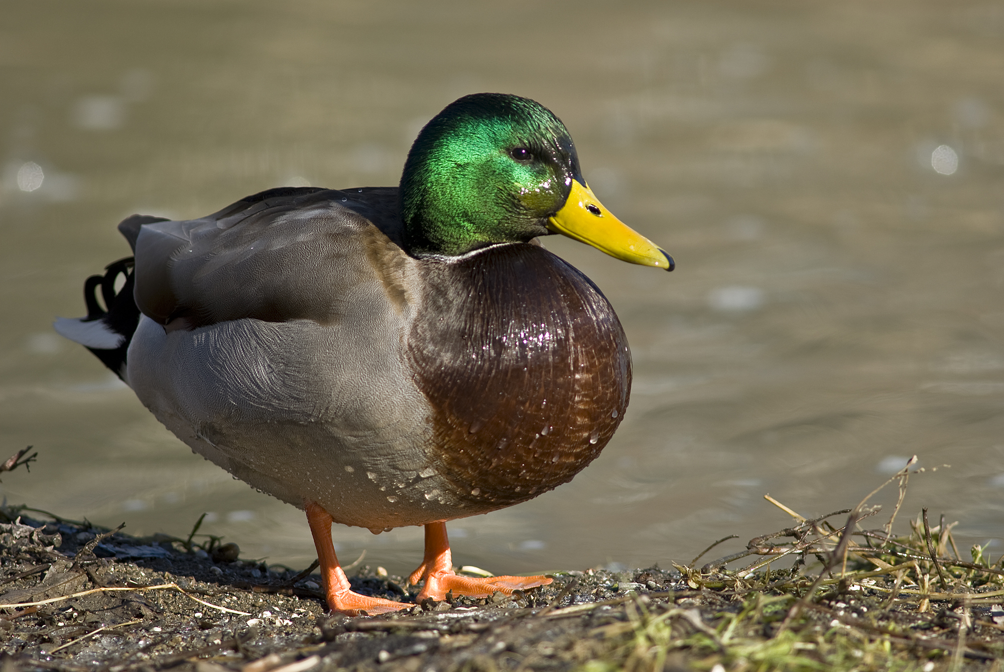 Duck - Facts about Ducks | Passnownow