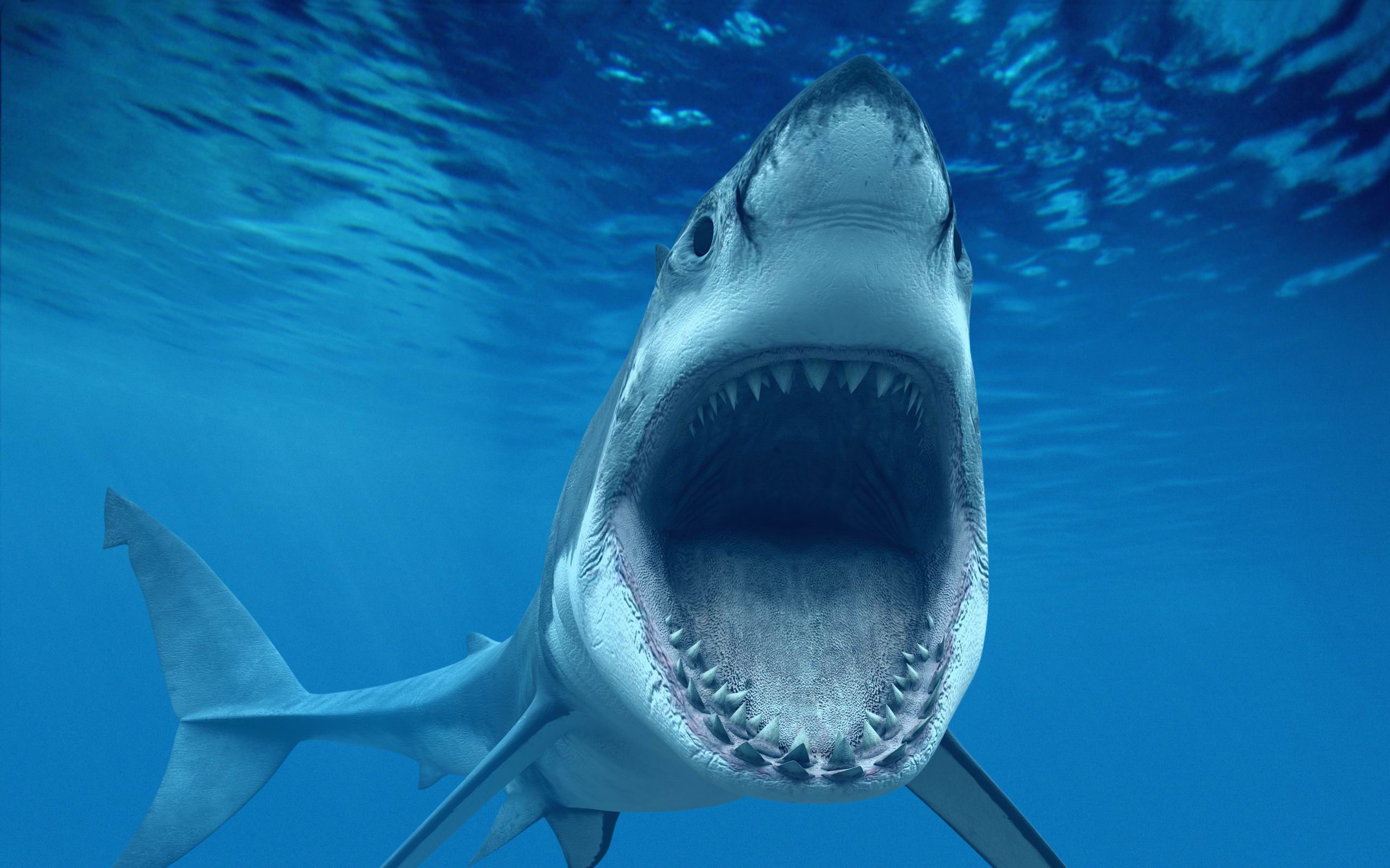 What Are The Differences Between Male And Female Sharks Passnownow