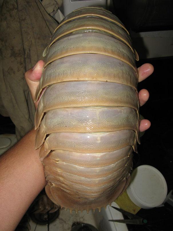 Photo: Giant Isopod