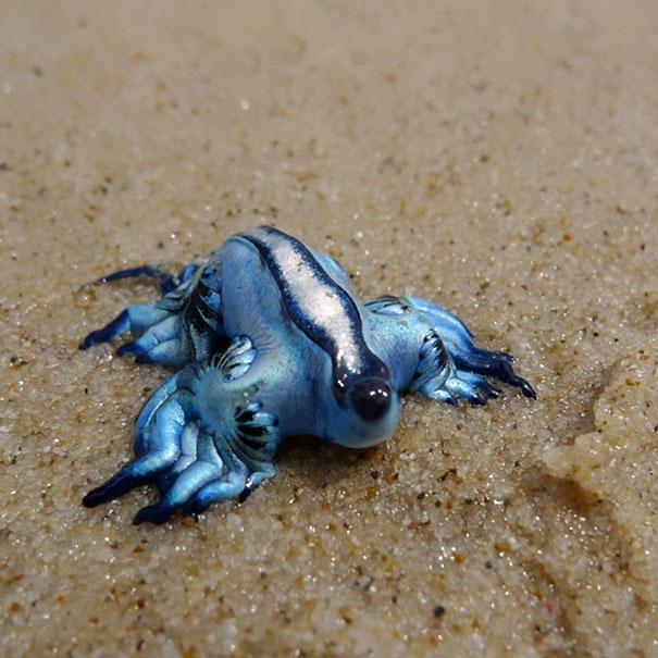 Photo: Glaucus Atlanticus