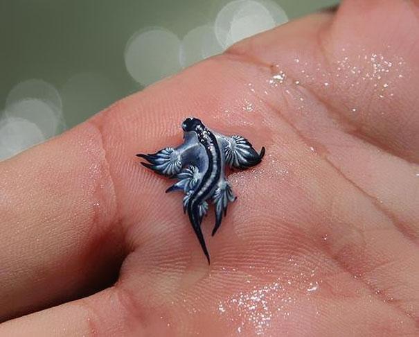 Photo: Glaucus Atlanticus