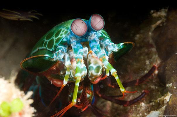 Photo: Mantis Shrimp