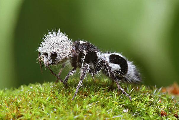 Photo: The Panda Ant