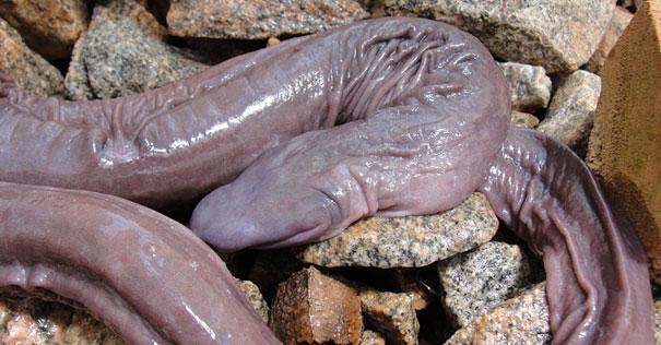 Photo: Penis Snake