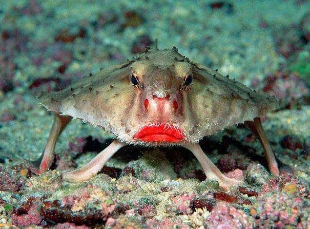 Photo: Red-lipped Batfish