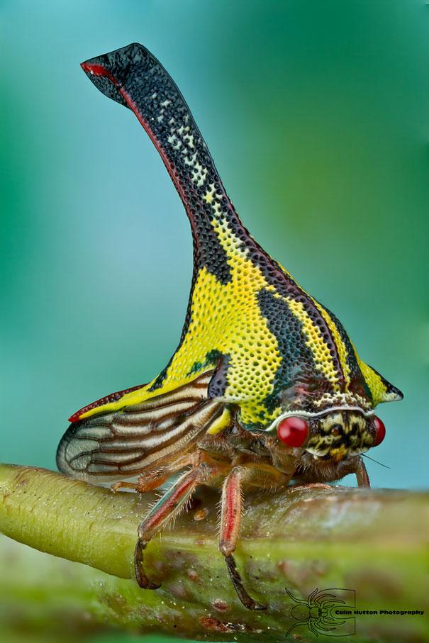 Photo: Umbonia Spinosa