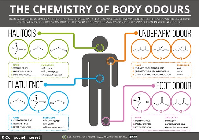 Brace yourself: A British graduate chemist and secondary school teacher has created an infographic (pictured) to pinpoint the chemical compounds and the particular smells they bring to underarm odours and even flatulence