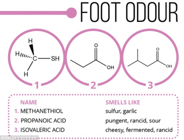 What a whiff: Feet really do smell cheesy as the result of three main chemical compounds: methanethiol, propanoic acid and isovaleric acid. The result is a horrible odour reminscient of sulphur, garlic, sourness and cheese