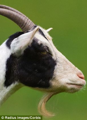 Smelly armpits can whiff of goat