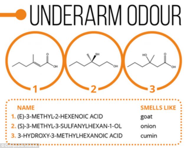 Eew! There are approximately one million bacteria per centimetre squared on your underarms, which can smell of goat and onion (illustrated) if left unwashed