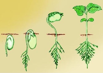 Process of Development of Zygote in Flowering Plants (Continuation)