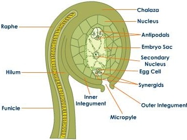 Process of Development of Zygote in Flowering Plants | Passnownow