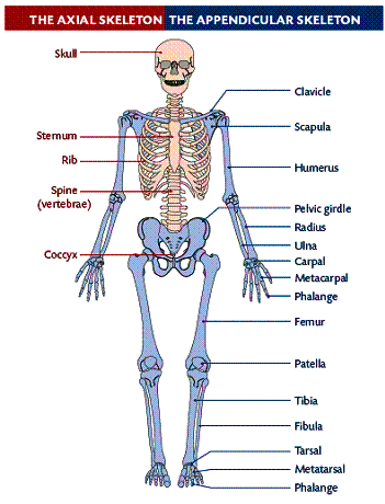 axial and appendicular