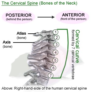 cervical spine