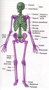 Vertebrate Skeleton I