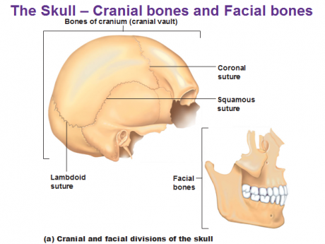 skull-cranial-bones-and-facial-bones