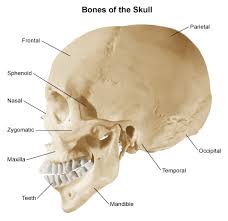 skull....