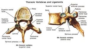 thoracic