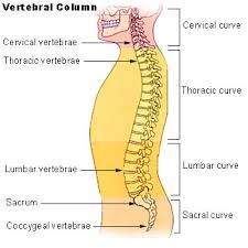 vertebrae column