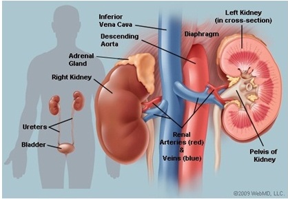 excretory