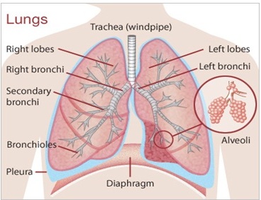 excretory2