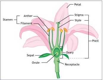 Reproduction in plants