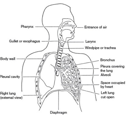 MECHANISM OF RESPIRATORY SYSTEM IN LOWER ANIMALS