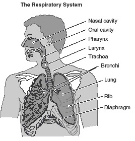 Respiratory System | Passnownow.com