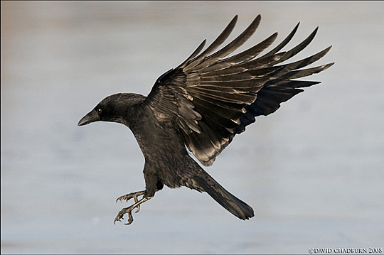 Amazing Bird Facts (The Crow) | Passnownow.com