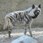 A striped Hyena