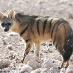 An Aardwolf