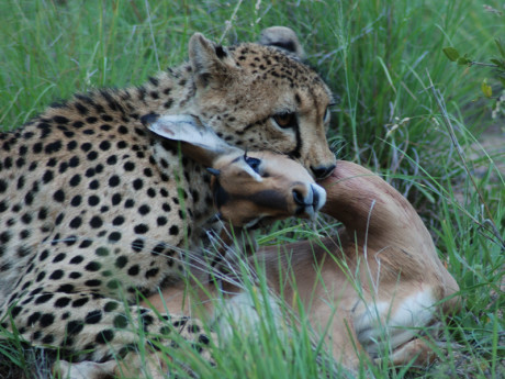 Cheetah_with_impala