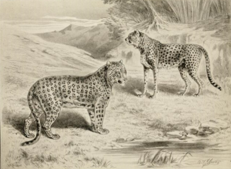 Leopard_&_cheetah