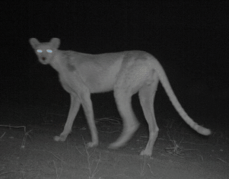 Rare Saharan Cheetah image captured by a SCF Camera Trap