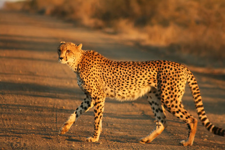 South African Cheetah