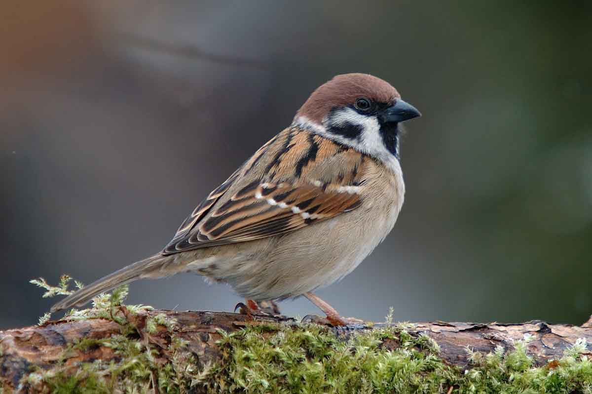 Sparrow Facts About Sparrow Passnownow