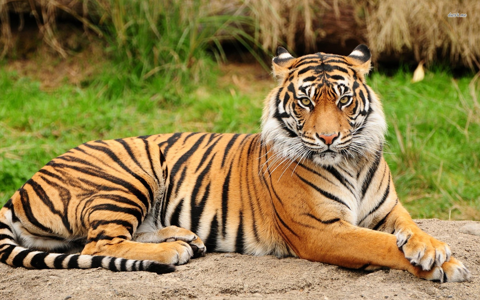 Tiger - Facts about Tiger | Passnownow