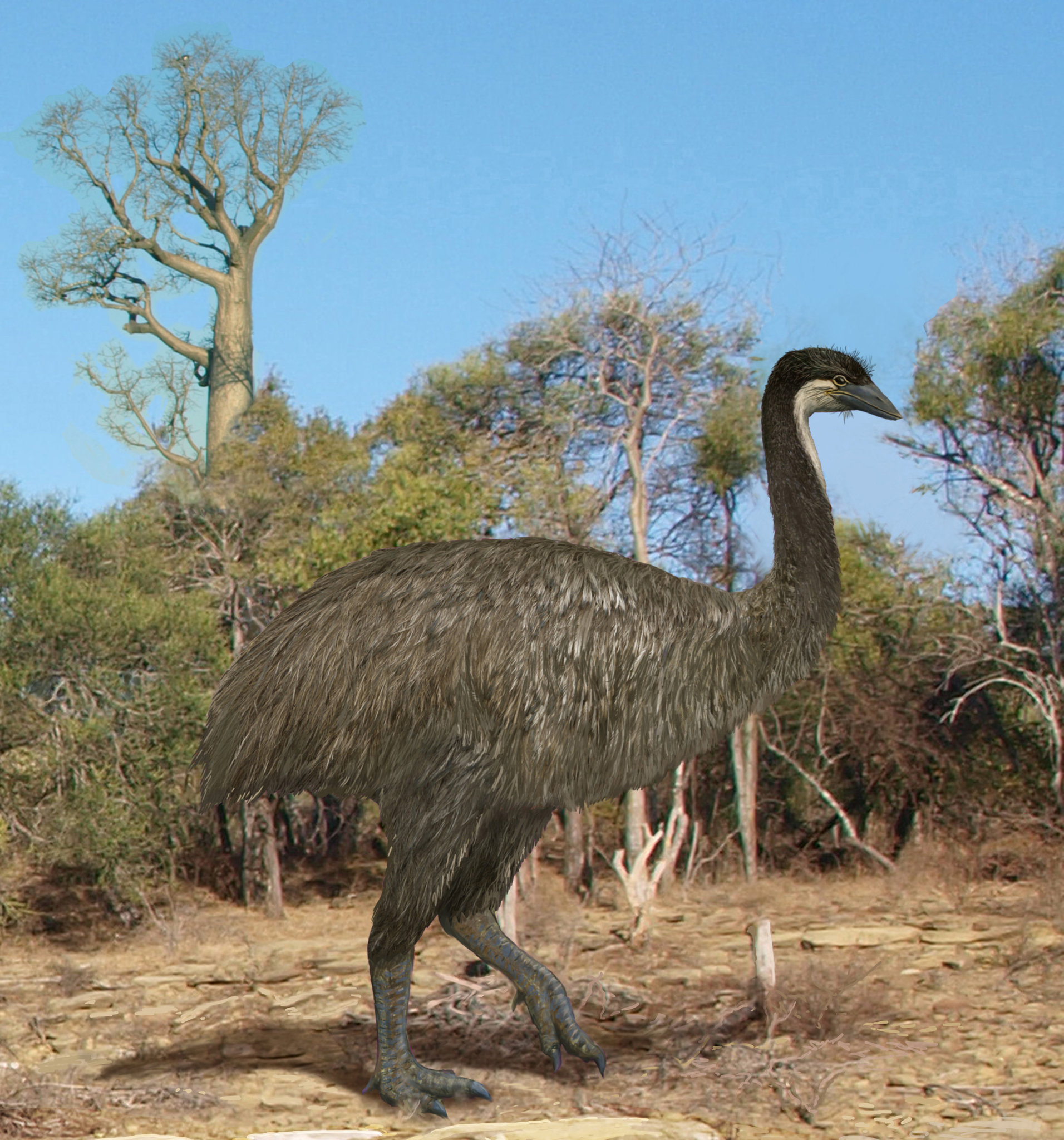 Elephant Bird - Biggest Bird that ever Lived | Passnownow