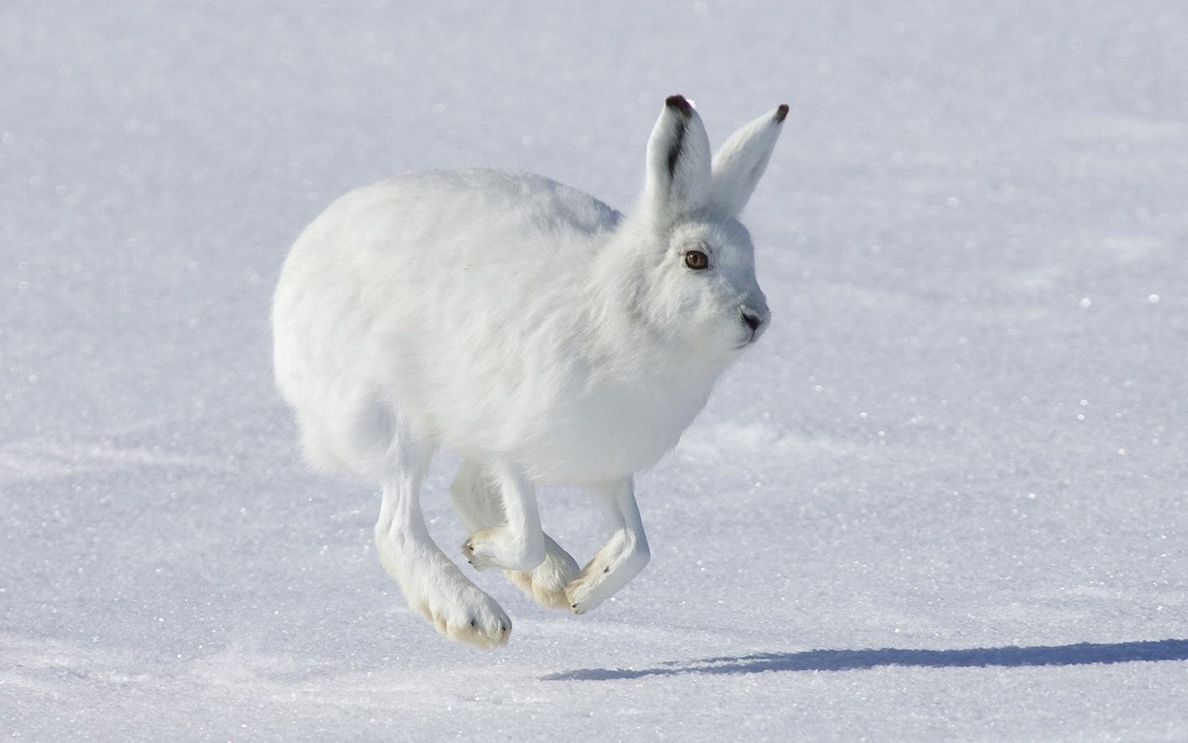 Hare - facts about Hares | Passnownow.com