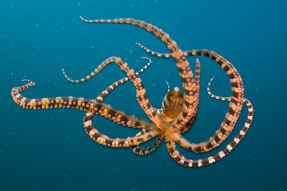 Octopus - Facts About Octopuses