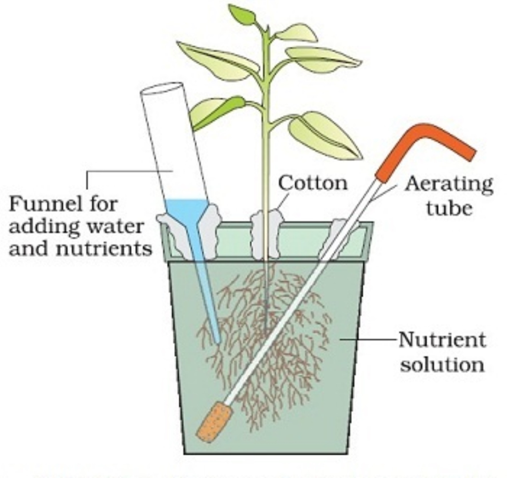 Mineral Requirements Of Plants