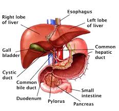 liver