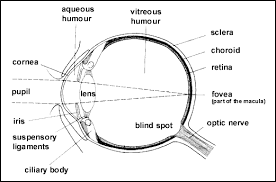 eye structure