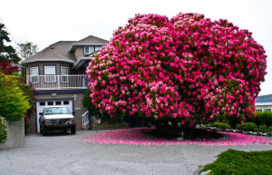 A 125-year-old rhododendron, Canada