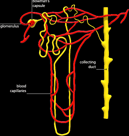 Nephrone