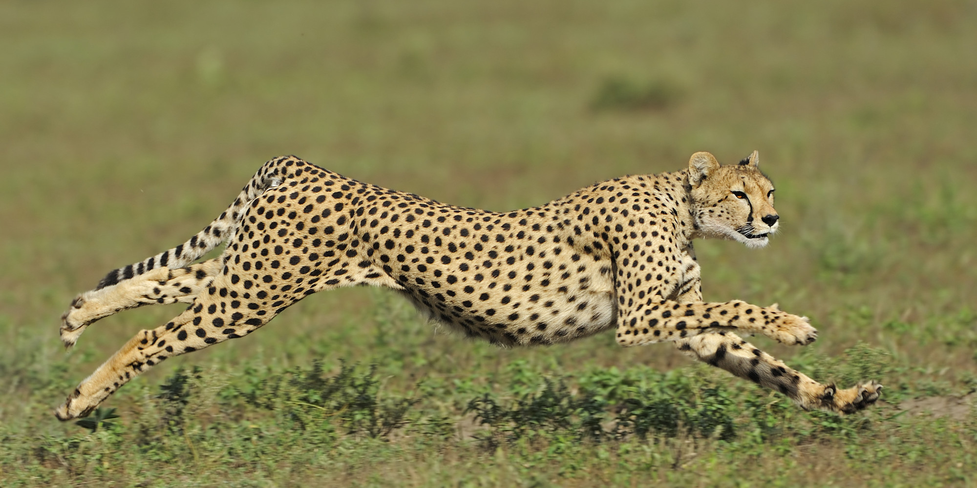 cheetah of Serengeti