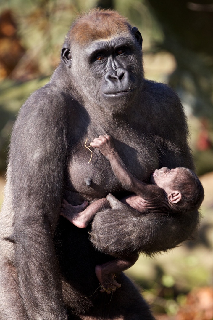 gorrila breastfeeding