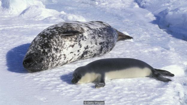 hooded seals