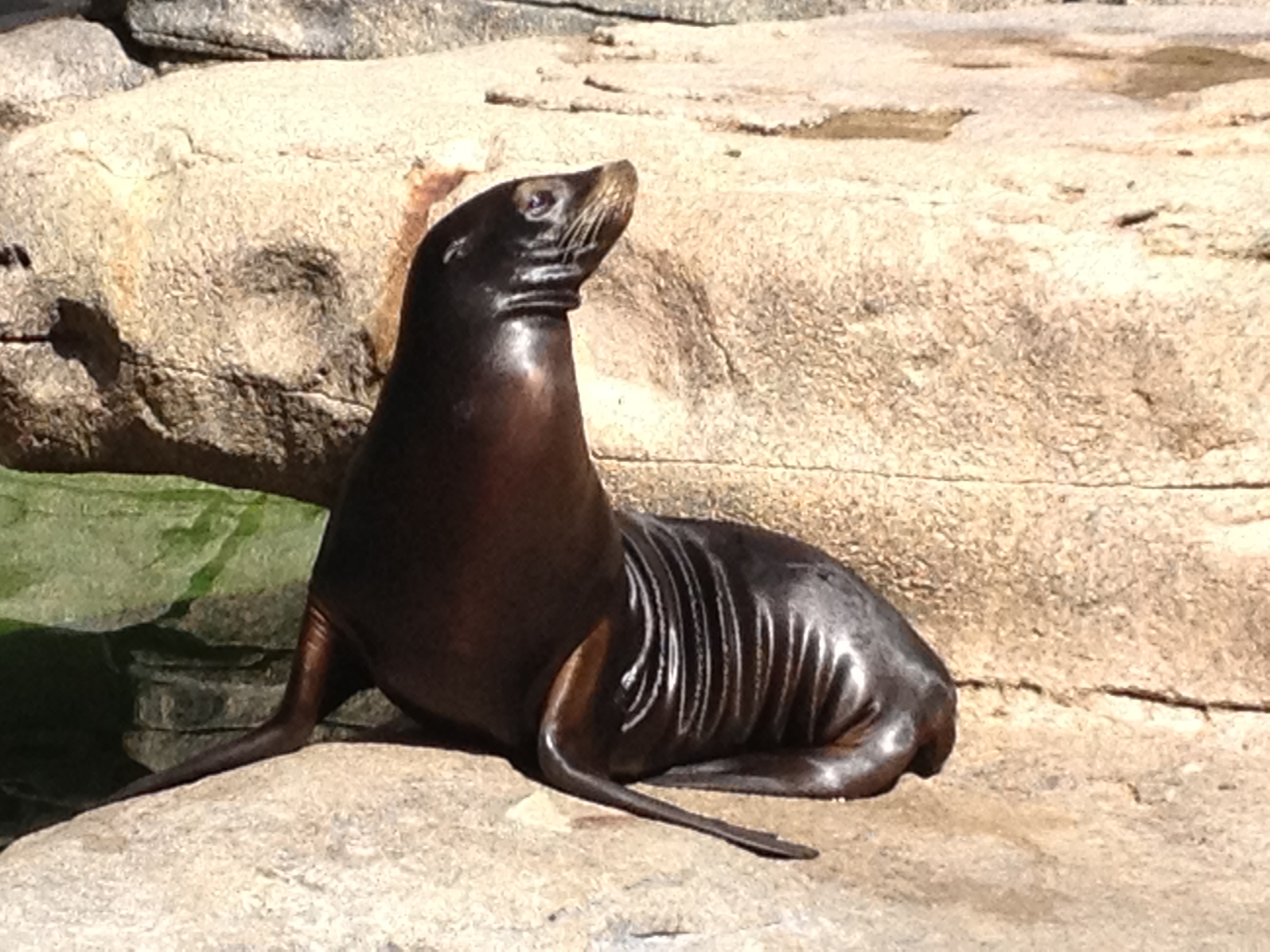 sea lion