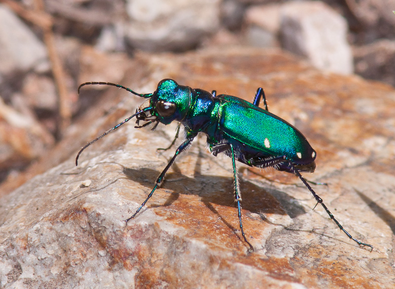 Six-spotted Tiger Beetle Cicindela sexguttata Ouachita National Forest, Montgomery Co., Arkansas 16 June 2009